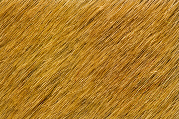Close up texture of natural golden brown animal fur coat © homydesign
