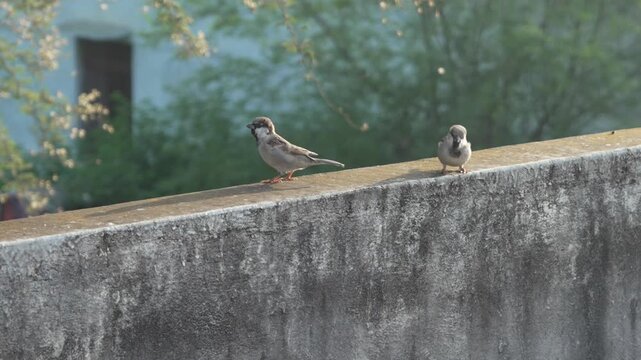 Two house sparrows perched on a concrete wall outdoors