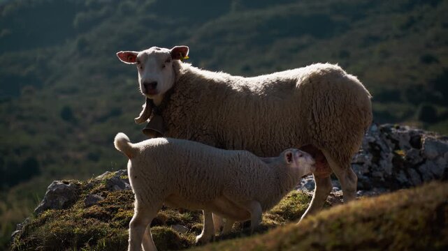 Ewe feeding lamb on sunny mountain pasture, with bell around neck, illustration traditional sheep farming, livestock husbandry, natural animal care, grazing, and sustainable rural agriculture