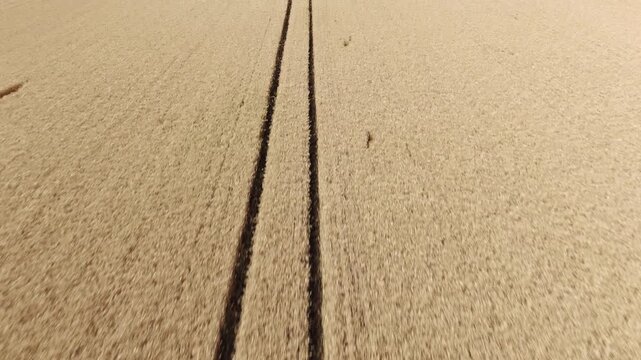 Aerial view of wheat field with tractor tracks in Novi Sad, Vojvodina, Serbia.