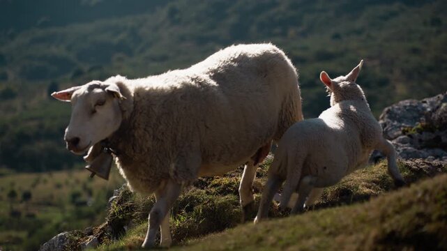 Young lamb attempting to suckle milk from its mother ewe as she grazes and walks through a sunlit mountain pasture, showcasing a tender moment of wildlife and rural life