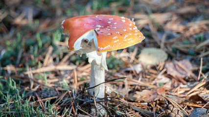 fly agaric mushroom © lazalnik