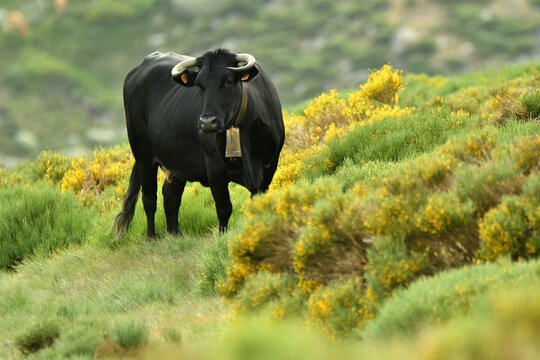 vaca avile&ntilde;a en la sierra de gredos