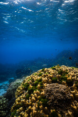 Massive porites hard coral structure with small reef fish in clear ocean water. © PIPE DIVE UNDERWATER
