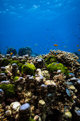Vibrant green algae and small reef fish on healthy coral reef in ocean. © PIPE DIVE UNDERWATER