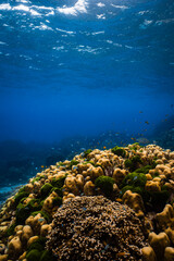 Massive porites hard coral structure with small reef fish in clear ocean water. © PIPE DIVE UNDERWATER