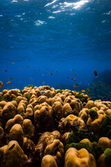 Massive porites hard coral structure with small reef fish in clear ocean water. © PIPE DIVE UNDERWATER