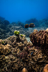 Pair of redtail butterflyfish swimming together over healthy coral reef in ocean. © PIPE DIVE UNDERWATER