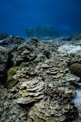 Extensive foliose hard coral reef with rocky boulders in deep blue ocean. © PIPE DIVE UNDERWATER