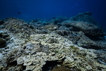 Extensive foliose hard coral reef with rocky boulders in deep blue ocean. © PIPE DIVE UNDERWATER