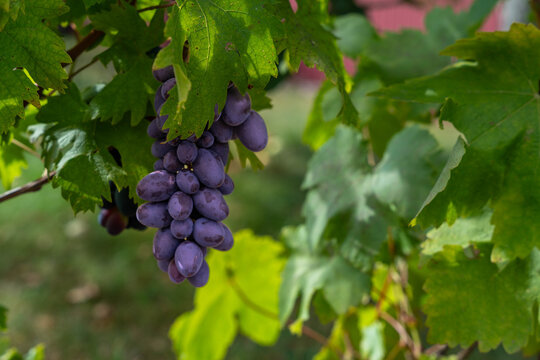 Ripe purple grape cluster hanging from lush green grapevine under natural sunlight in peaceful vineyard garden, perfect for organic farming and winemaking concepts in late summer harvest season.