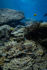 Diverse coral reef ecosystem with foliose coral layers and small reef fish in ocean. © PIPE DIVE UNDERWATER