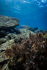 Diverse coral reef ecosystem with foliose coral layers and small reef fish in ocean. © PIPE DIVE UNDERWATER