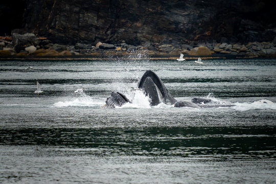 View of humpback whales bubble-net feeding in the water with splashing waves and seagulls flying nearby in Juneau, Alaska, United States.