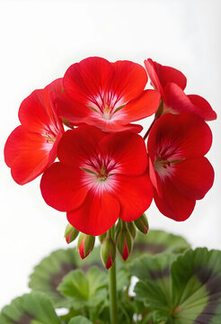 Gardening and horticulture concept, vibrant red geranium flowers with green leaves for botanical design and spring season home decor on white background