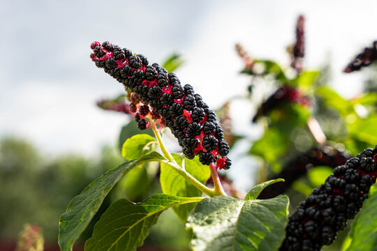 phytolacca americana berries grow on vibrant pink stem for botany education displaying dark ripe fruit clusters on branch amidst lush greenery under bright outdoor daytime illumination