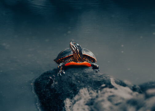 red-eared slider on a log