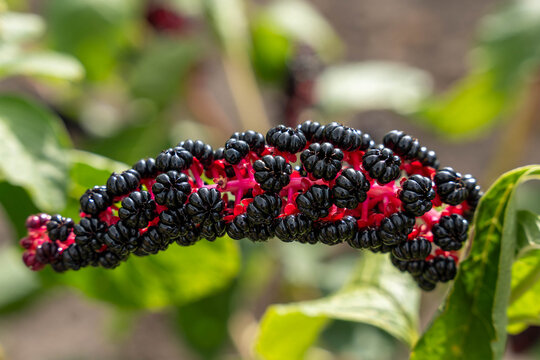 Dark phytolacca berries ripen along bright pink stalk outdoors in nature, displaying wild flora textures alongside lush green foliage during peaceful daytime garden and countryside study session.