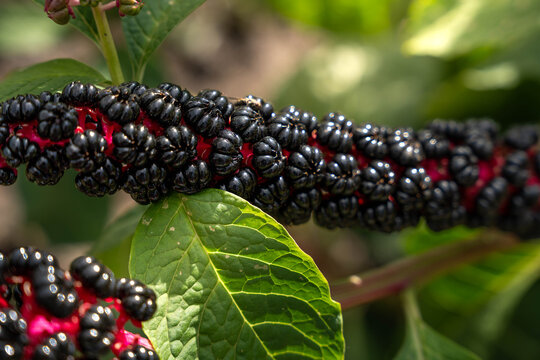 ripe pokeweed berries grow along vibrant red stem among lush green foliage outdoors in bright natural sunlight creating striking botanical close up full of rich natural color and intricate texture