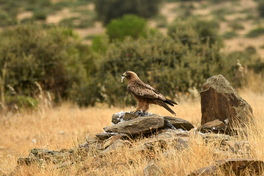 aguila calzada