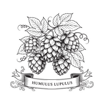 Detailed vector illustration of hops flowers and leaves with botanical ribbon