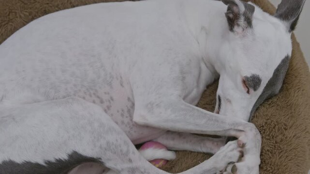 whippet dog sleeping in a bed