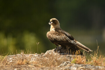 Fototapeta premium aguila calzada