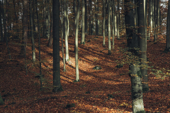 View of a serene beech forest during autumn with tall tree trunks and a carpet of fallen leaves illuminated by soft sunlight in Krakow, Lesser Poland Voivode, Poland.