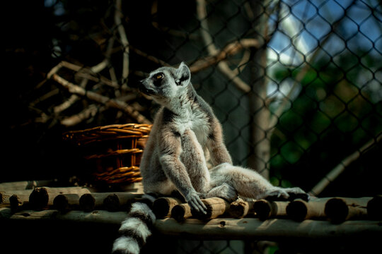 Ring-tailed lemur sitting in sunlight inside a wildlife enclosure