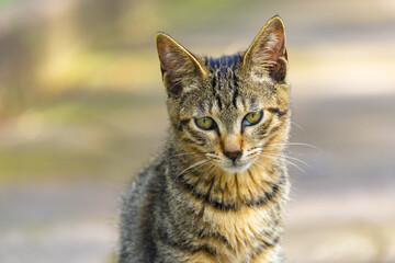 Young tabby cat portrait outdoors looking at camera © PhanThi
