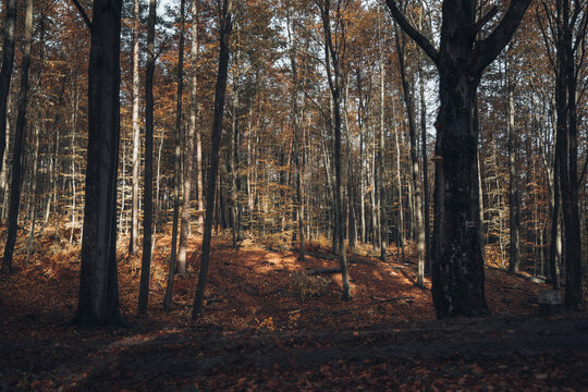 View of a serene beech forest in autumn with vibrant orange fallen leaves covering the ground and tall tree trunks in Krakow, Lesser Poland Voivode, Poland.