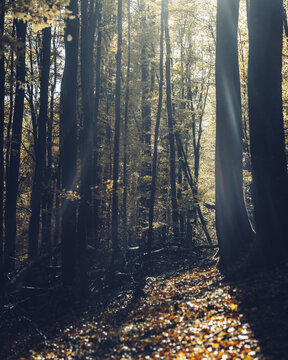 View of sunbeams filtering through the tall trees of a beech forest with fallen autumn leaves on the forest floor in Krakow, Lesser Poland Voivode, Poland.