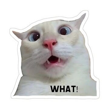 White cat reacting with surprised expression for playful social media content