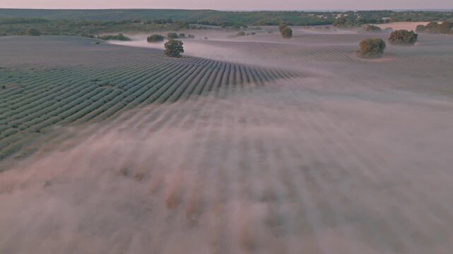 Aerial view of lavender fields in morning mist in Brihuega, Castile-La Mancha, Spain.