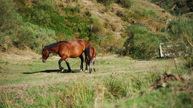Brown mare and young foal grazing together in lush green meadow under bright sunlight, represent equestrian lifestyle, horse care, rural living, animal husbandry, peaceful countryside scenery