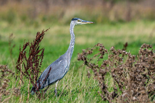 Grey heron (Ardea cinerea) immature foraging in grassland in autumn / fall