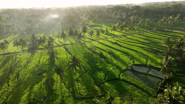 Aerial view of lush green rice terraces in Cancangan surrounded by palm trees and long morning shadows in Kecamatan Cangkringan, Daerah Istimewa Yogya, Indonesia.