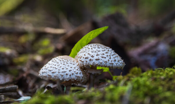 Freckled dapperling mushrooms (Echinoderma asperum) growing in green moss on the forest floor, macro view