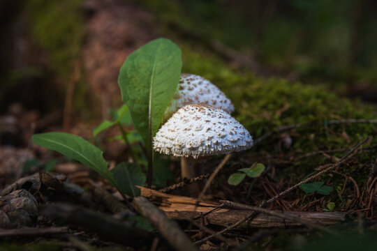 Freckled dapperling mushrooms (Echinoderma asperum) growing in green moss on the forest floor, macro view