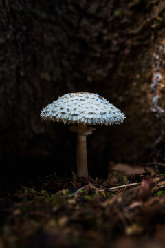 Echinoderma asperum mushroom with scaly cap growing on a dark forest background, macro shot