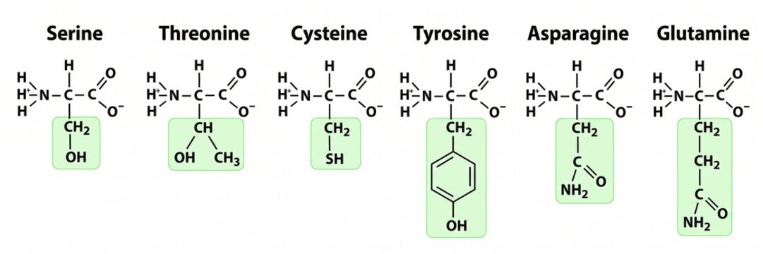 Chemical structures of polar uncharged amino acids