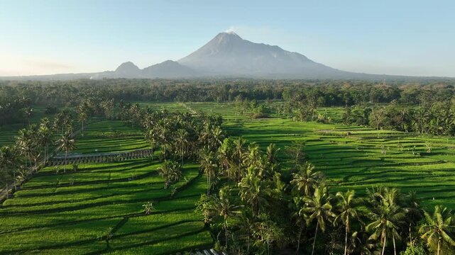 Aerial view of Mount Merapi volcano rising above lush green rice terraces and palm trees in Kecamatan Cangkringan, Daerah Istimewa Yogya, Indonesia.