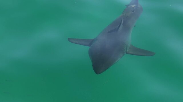 Great white shark swimming in green water, aerial view