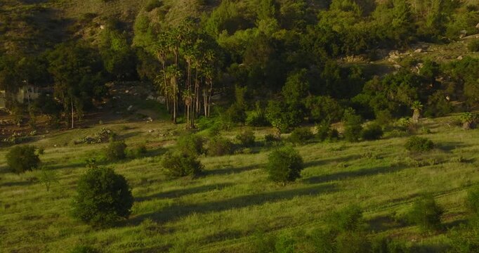 Aerial view of a sunlit meadow with oaks and fan palms