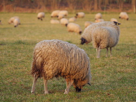 Schafherde im M&uuml;nsterland