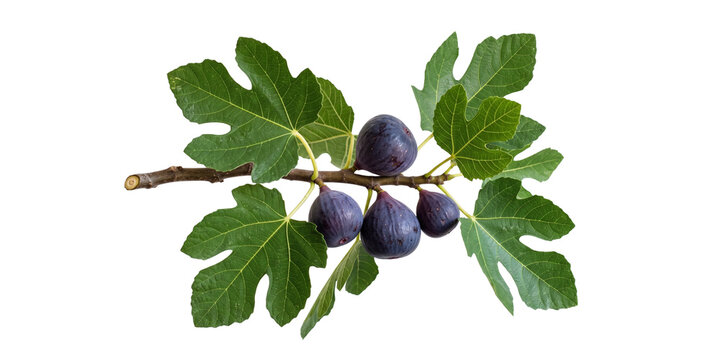 Fresh figs on a branch with green leaves PNG with alpha channel