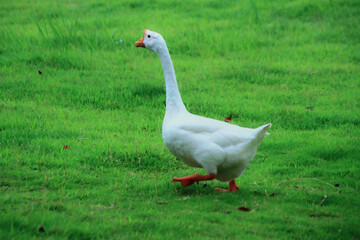 White Goose Walking on Green Grass © DangThi