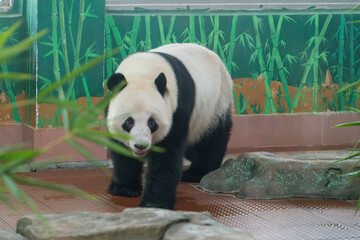 Giant Panda Walking in Indoor Enclosure with Bamboo Mural © DinhThi