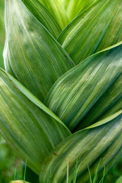 Tropical green leaves texture, nature background