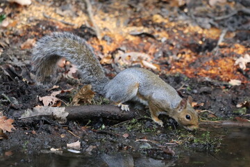 squirrel having a drink  © andrew